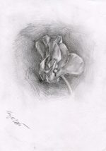 Petunia Bud