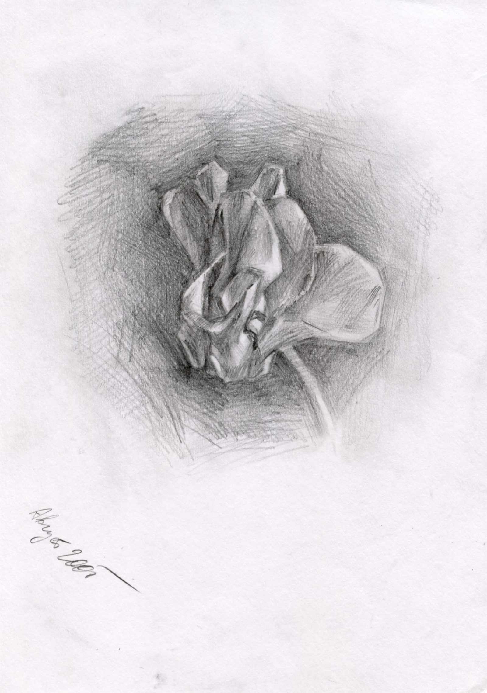 Petunia Bud