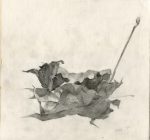 Maple leaf "1"