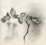 Rose branch with cobweb