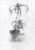Aloe in a pot