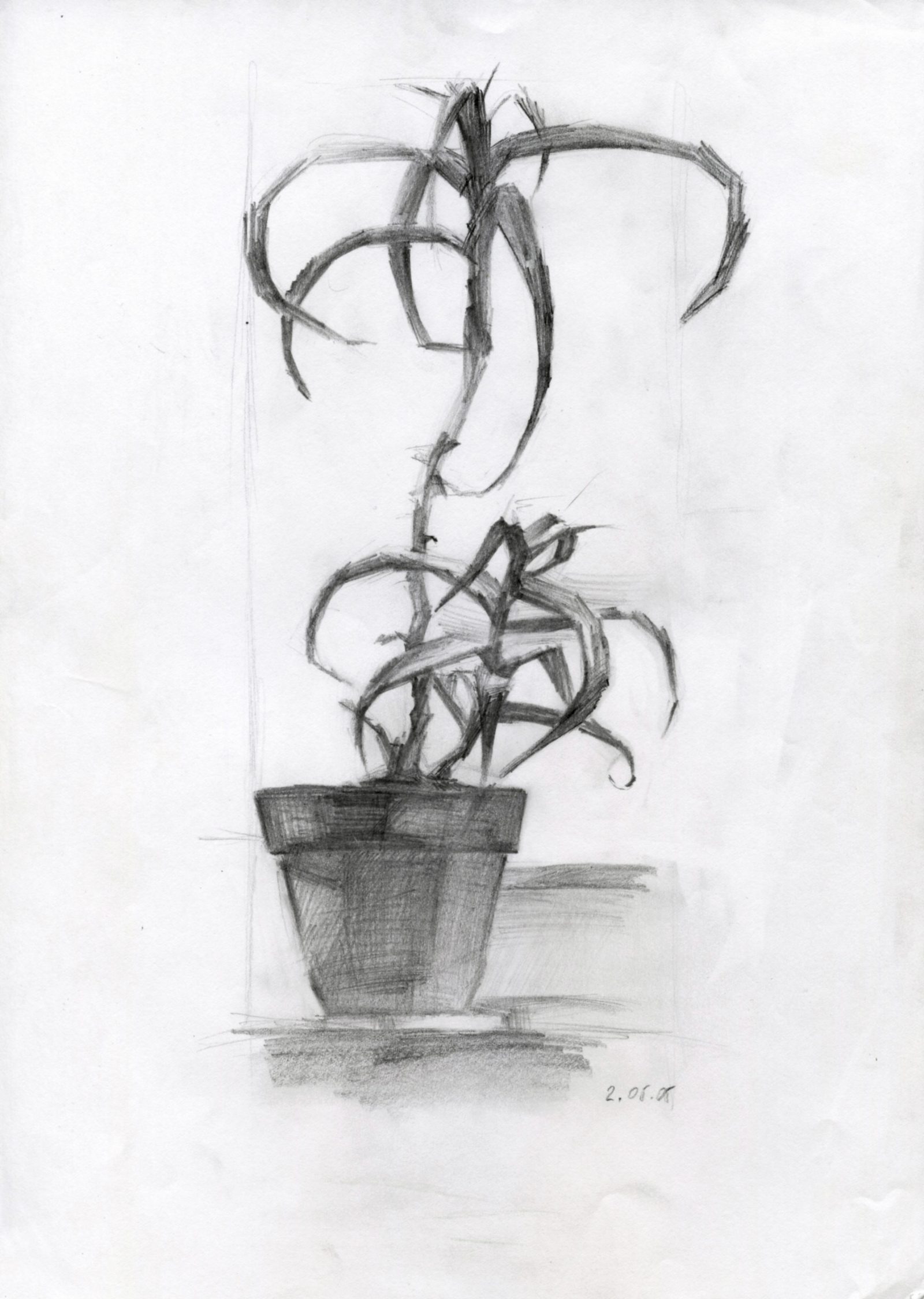 Aloe in a pot