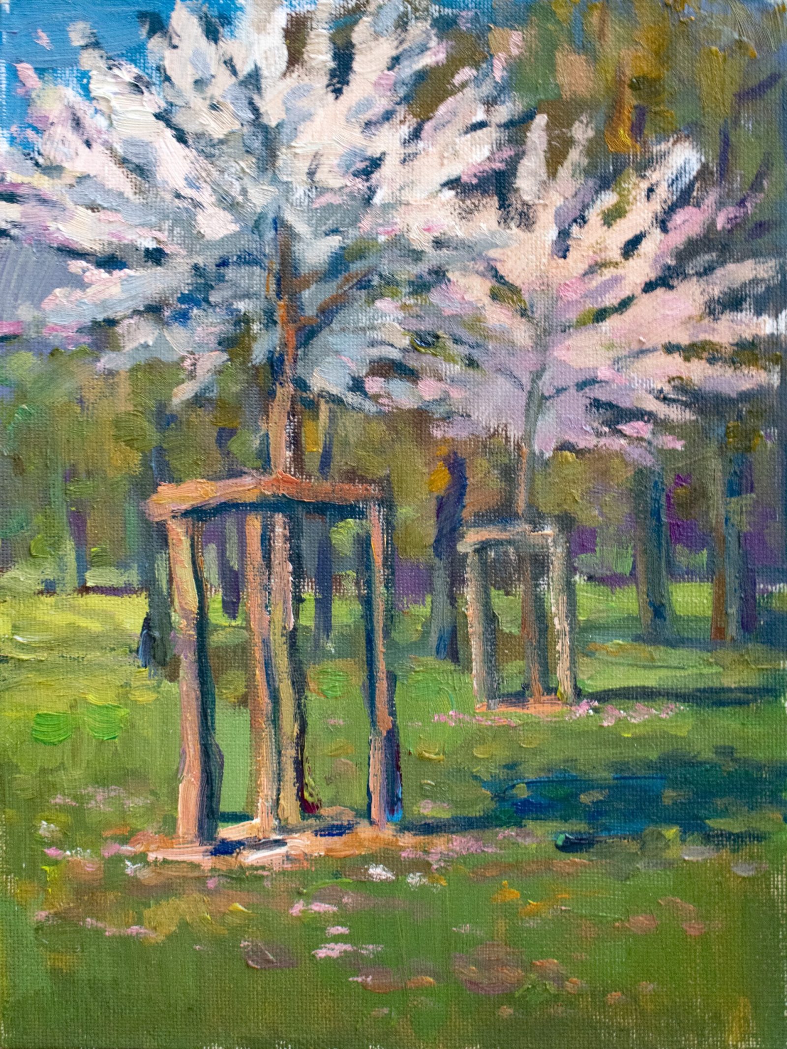 Study of cherry blossoms in Victory Park