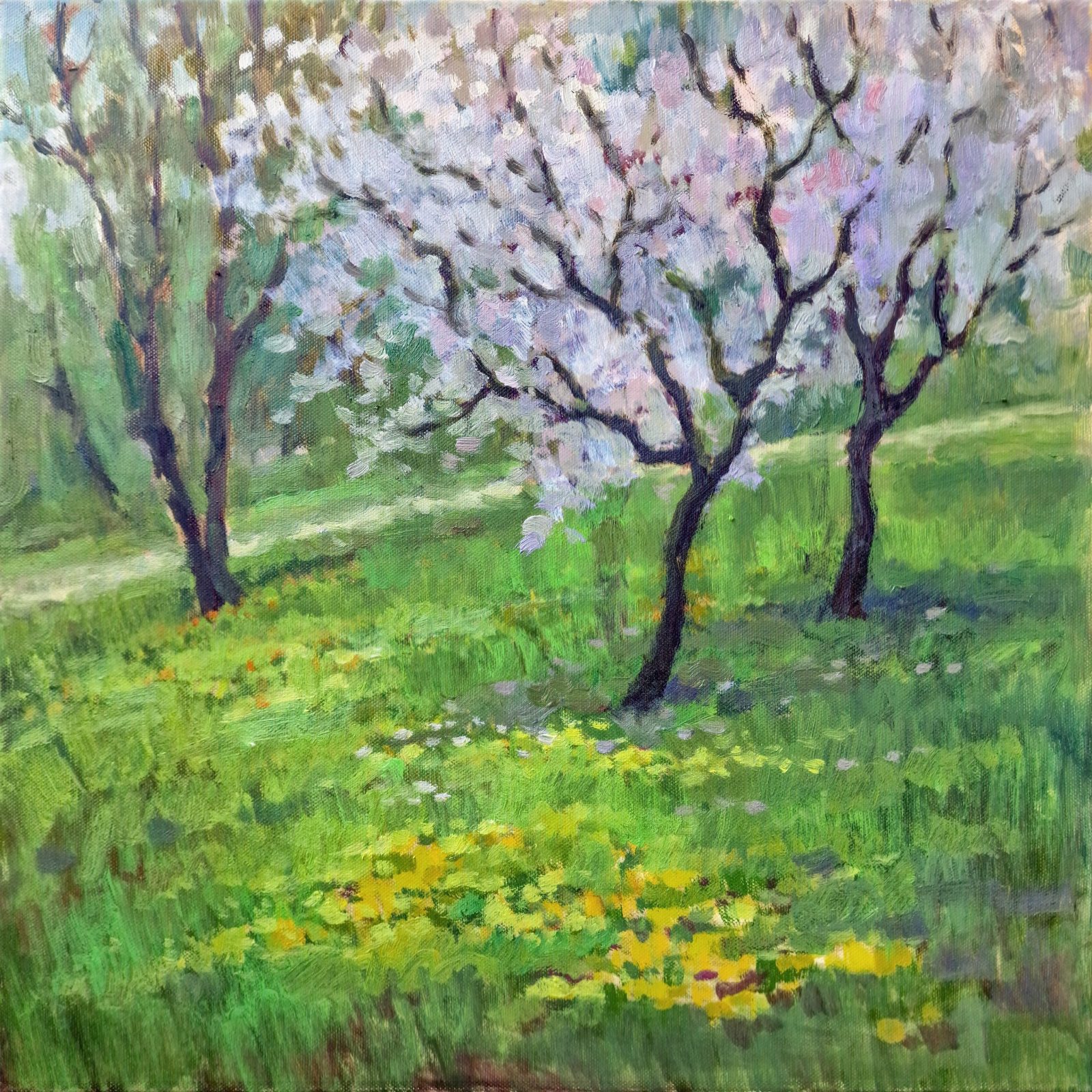 Blooming apple tree, Rezekne