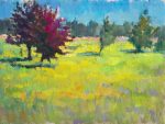 Grass with dandelions