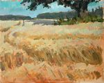Field with rye