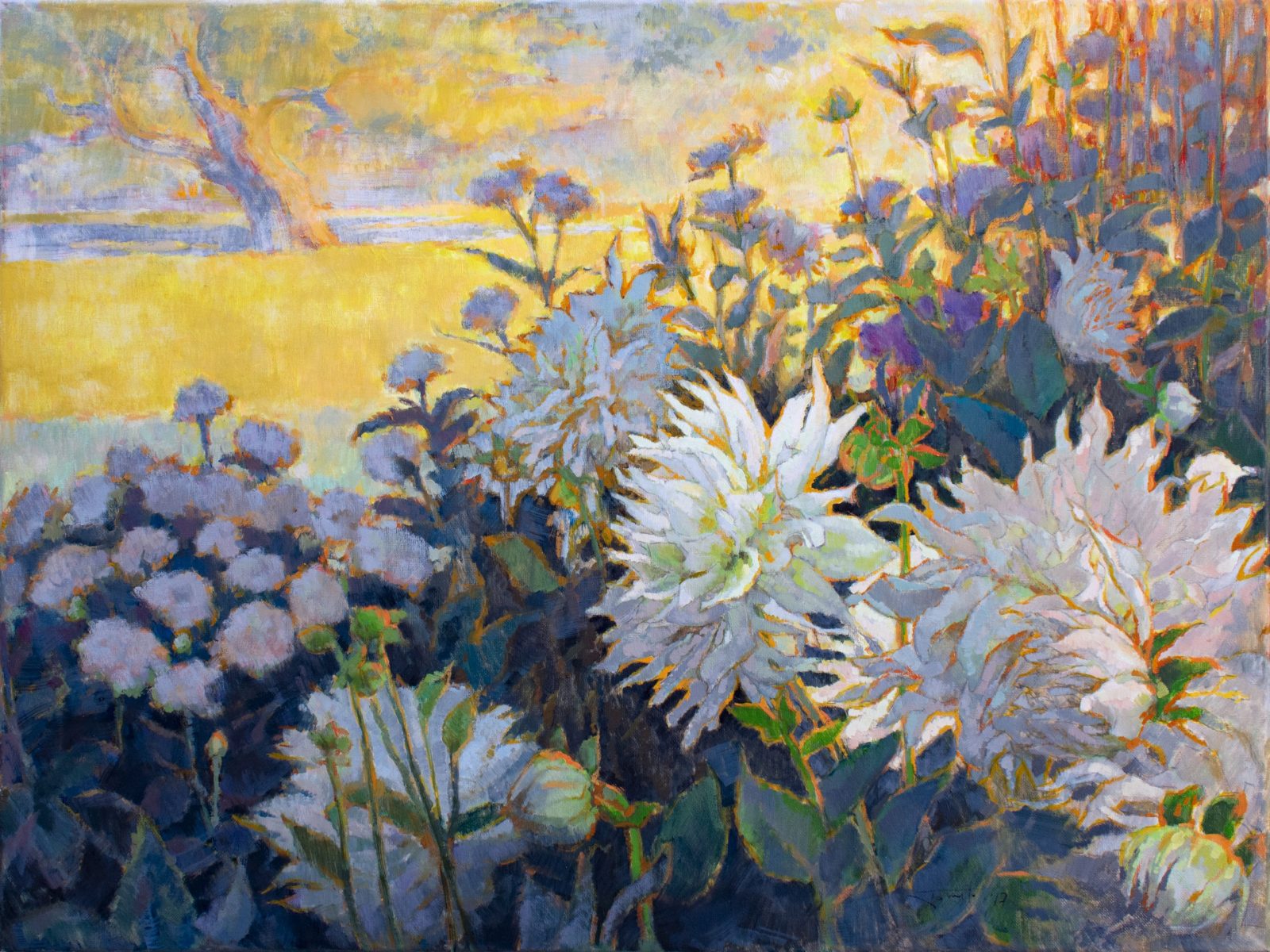 Blooming dahlias