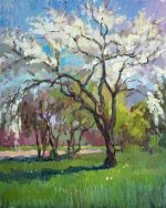 Cherry in blossom, Riga