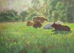 Cows are having a rest
